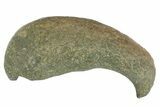 Fossil Whale Ear Bone - Miocene #177816-1